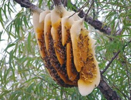 Dinh dưỡng của mật ong rừng