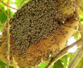 Tại sao chúng ta nên sử dụng mật ong rừng - Những ai nên dùng mật ong rừng