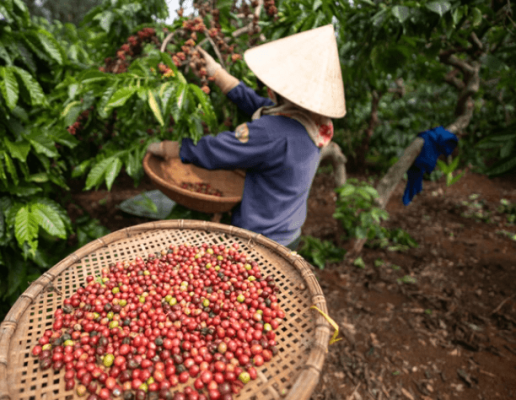 Arabica và Robusta