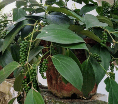 Tiêu xanh làm món gì