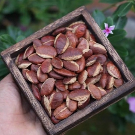 Hạt kơ nia