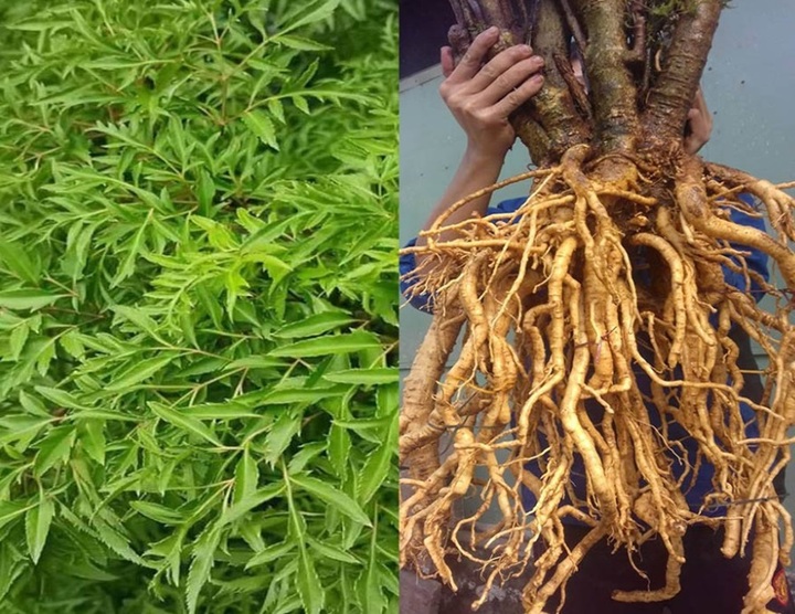 Rượu đinh lăng Quà Tây Nguyên