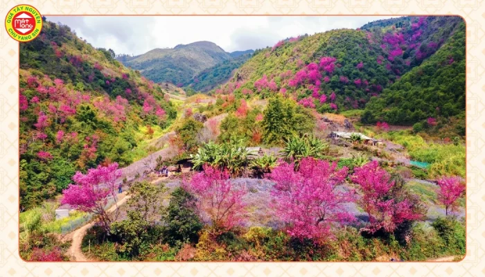 hoa rừng